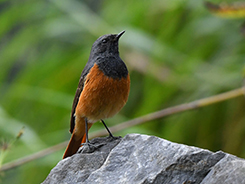 Black Redstart in Bhutan