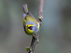 Black-faced warbler, one of the most prettiest warblers
