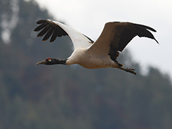 Black-necked Crane in Bhutan
