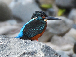 Blyth's Kingfisher in Bhutan
