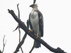 Changeable Hawk Eagle in Bhutan