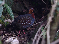 Chestnut-breasted Partridge in Bhutan