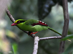 Common Green Magpie from our bhutan birding tour