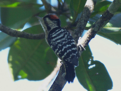 Fulvous-breasted Woodpecker in Bhutan from birding in Gelephu