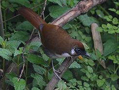 Grey-sided Laughingthrush from our Bhutan birding tour archive