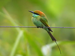 Green Bee-eater in Bhutan with one of the only few birding tour agents in Bhutan