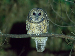 Himalayan Owl in Bhutan