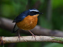 Indian Blue Robin seen from late spring through the summer in Bhutan