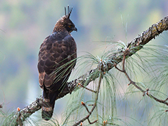 Mountain Hawk Eagle in Bhutan
