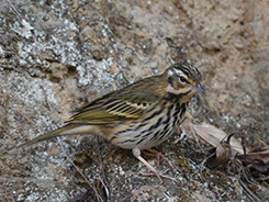 Olive-backed Pipit seen on our 7 days Bhutan birding and cultural holidays in Bhutan