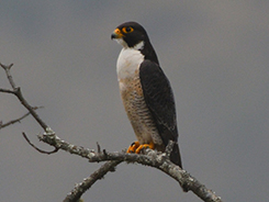 Peregrine Falcon in Bhutan