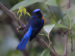 Rufous-bellied Niltava in Bhutan and the land of the thunder dragon