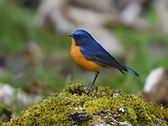 Rufous-breasted Bush Robin a special species for Bhutan