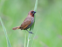 Scaly-breasted Munia seen on our 10 days bhutan bird tour