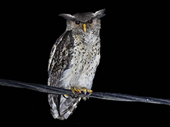 Spot-bellied Eagle Owl in Bhutan from our birding tour in the himalayan kingdom of Bhutan