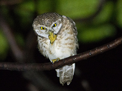 Spotted Owlet in Bhutan