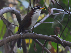 White-browed Scimitar Babbler from Bhutan with Langur Eco Travels
