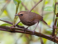 White-browed Shortwing in Bhutan