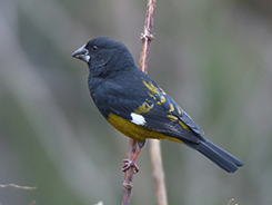 White-winged Grosbeak seen on our Budget birding tour to Bhutan with Langur Eco Travels