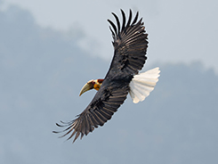 Wreathed Hornbill in Bhutan from Langur Eco Travels your travel guru for Bhutan