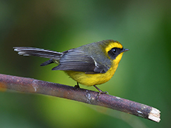 Yellow-bellied Fantail seen in Bhutan with Langur Eco travels