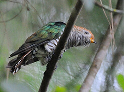 Asian Emerald Cuckoo seen at Yongkola forests under Thrumshing la national park in Bhutan