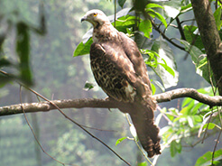 Bonelli's Eagle from Zhemgang road in central Bhutan