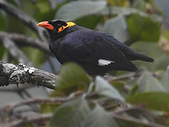 Common Hill Myna from Tingtibi forest in Bhutan