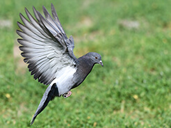 Common Pigeon abundant throughout Bhutan