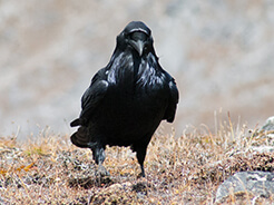 Common Raven from high altitude of Bhutan
