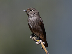 Dark-sided Flycatcher in Bhutan from our birding tours