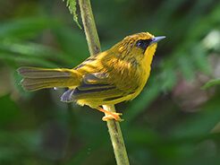 Golden Babbler from the forest of Yongkola the best birding place in Bhutan