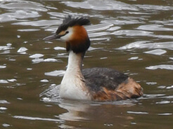 Great-crested Grebe from Punakha river in Bhutan