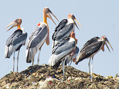 Greater Adjutant in Guwahati dump site birding