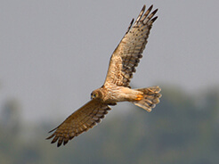 Hen Harrier from Phobjikha valley in Bhutan seen on Langur Eco Travels Bhutan birding holiday