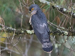 Hodgson's Hawk Cuckoo from birding in Bhutan
