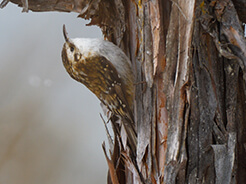 Hodgson's Treecreeper from Chelela bird watching