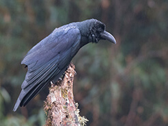 Large-billed Crow a common bird in Bhutan on our birding tours to the himalayan kingdom of Bhutan