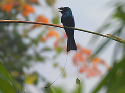 Lesser Racket-tailed Drongo seen at Yongkola Bhutan bird watching tour