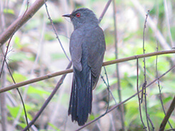 Plaintive Cuckoo seen at Gomphu road on our Bhutan bird watching tour with Langur Eco travels