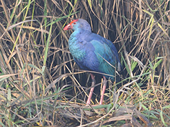 Purple Swamphen from Guwahati Assam birding