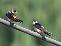 Red-rumped Swallow from our Bhutan birding tour