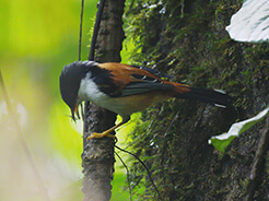 Rufous-backed Sibia from Manas National Park in Bhutan