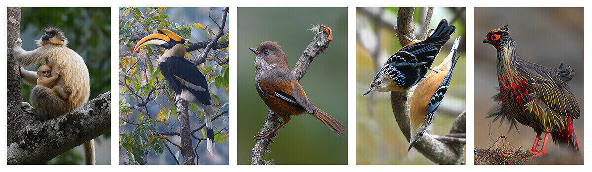 16 days best bird photography tour in Bhutan with one of the best travel company