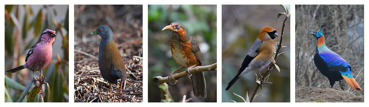 7days-birding-and-cultural-tour-in-bhutan-with-langur-eco-travels