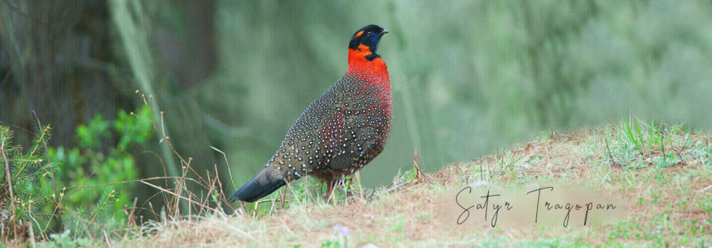Plan Your Bhutan Birding Tours With Langur Eco Travels Plan Your Bhutan Birding Tours With Langur Eco Travels