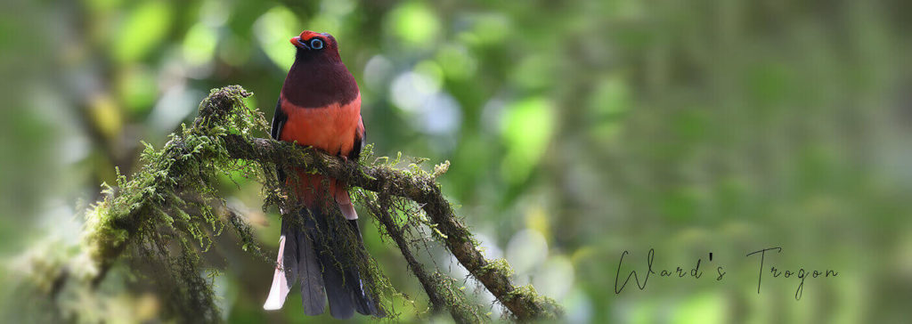 Plan Your Bhutan Birding Tours With Langur Eco Travels Plan Your Bhutan Birding Tours With Langur Eco Travels