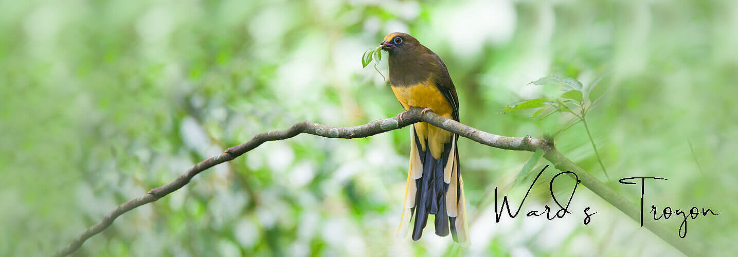 Wards Trogon female-best birding and culturaltour in Bhutan with Langur Eco travels